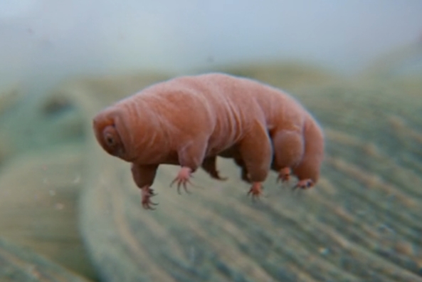 Tardigrade-Dont-Give-A-S-t